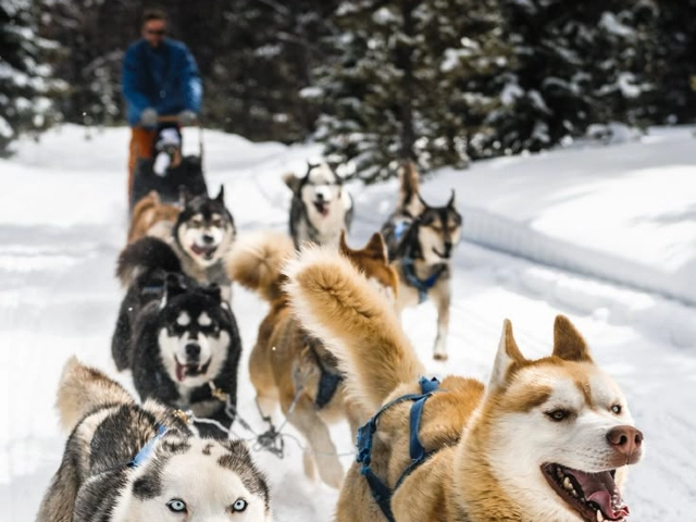 Dolu Dolu Lapland Turu Beyaz Rotalar V2