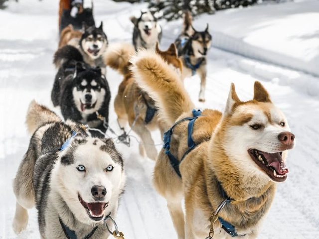 Süper Promo Lapland Turu Beyaz Rotalar (3 Gece - Olof Hotel)